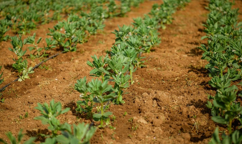 El sistema de producción en Agricultura Ecológica favorecerá la incorporación a los Jóvenes Agricultores de Castilla La Mancha.