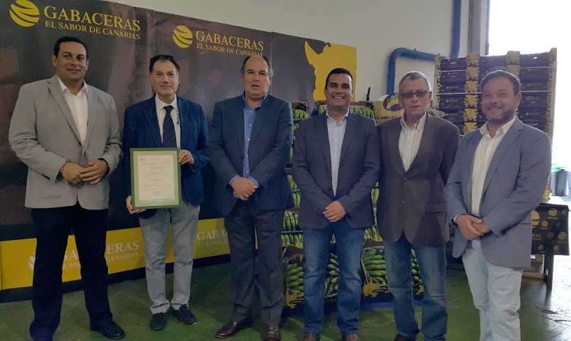 SAT Europlátano, primera OPP que obtiene la Certificación de la IGP Plátano de Canarias