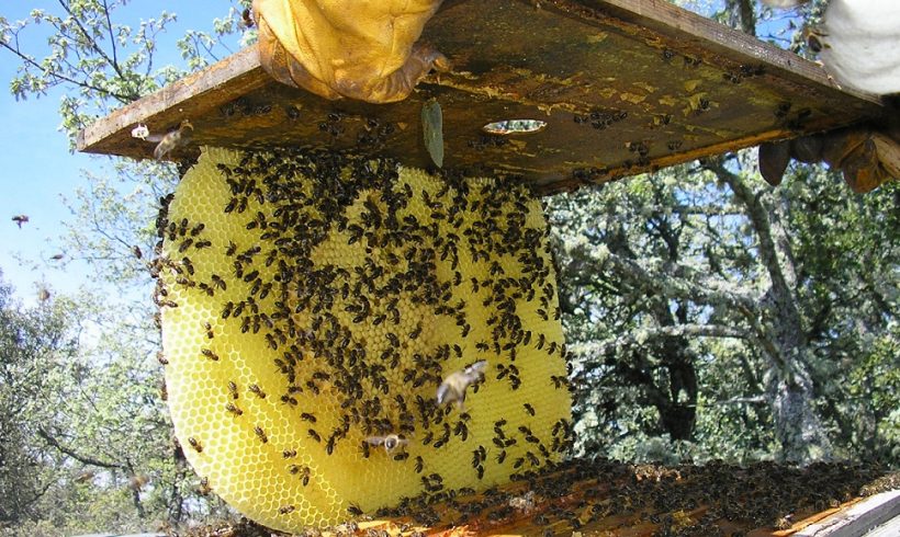 Autorizado el pago de Ayudas Agroambientales para apicultores en Andalucía
