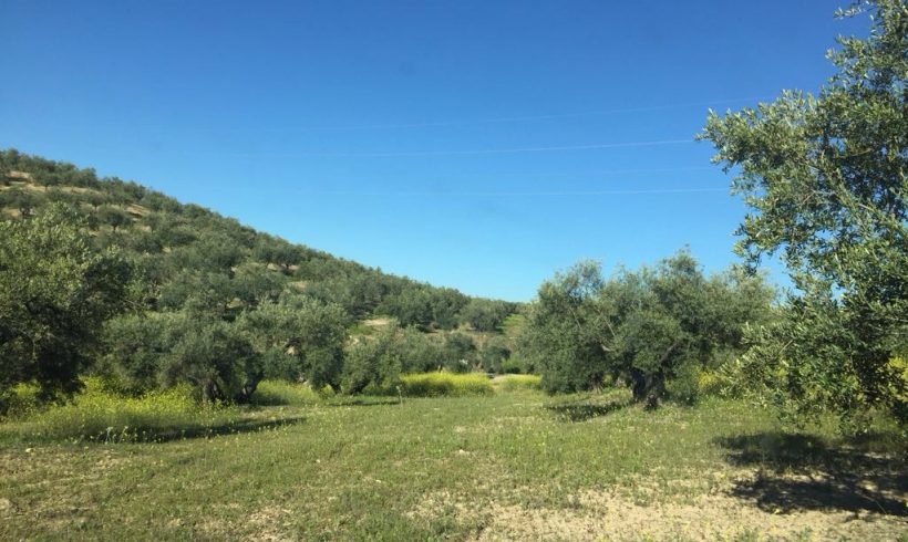Ayudas Agroambientales a Sistemas Sostenibles del Olivar en Andalucía