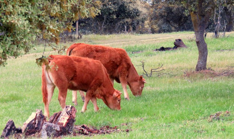 Autorización excepcional para la alimentación convencional del ganado ecológico andaluz como consecuencia de los efectos de la sequía