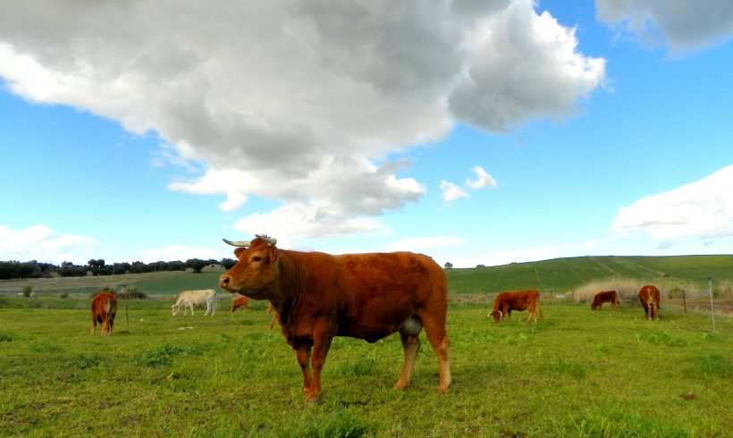 Supensión de la excepción para la alimentación convencional del ganado ecológico como consecuencia de los efectos de la sequía