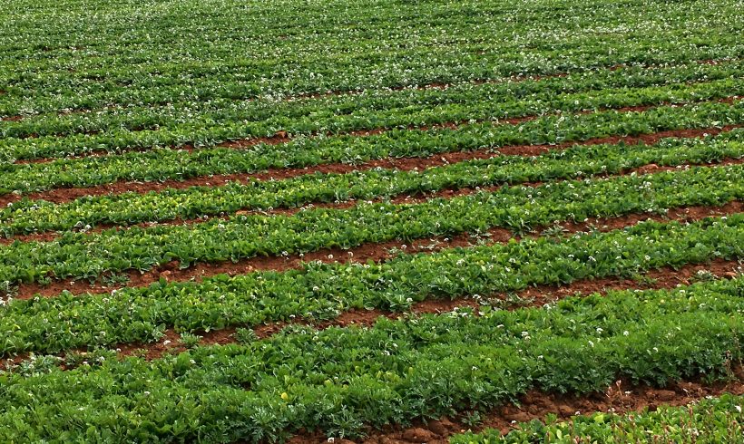 Cambios significativos de la PAC para compensar a los agricultores ecológicos que eligen hacer más por  el clima y el medioambiente