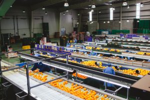 Exportación de naranjas a Corea del Sur