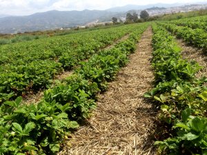 Producción de fresas