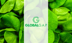 Recuadro Noticia La Certificación GlobalGAP