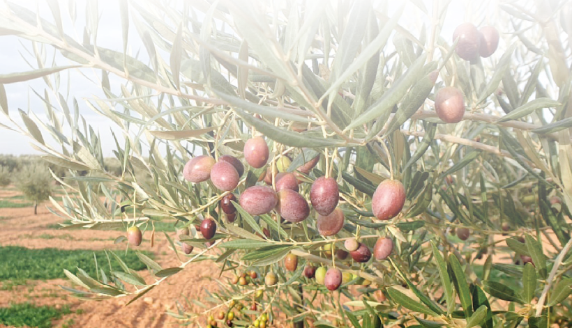 El olivar ecológico como estrategia de mejora competitiva para la olivicultura tradicional