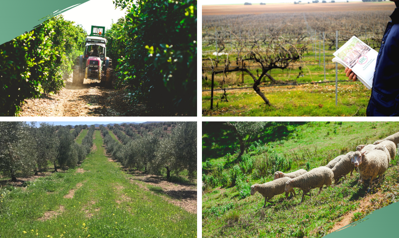Abierto el plazo para solicitar ayudas de mantenimiento para Agricultura Ecológica en Andalucía