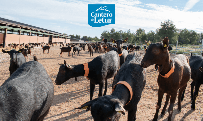 Cantero de Letur inaugura su granja y refuerza la producción local de leche ecológica de cabra