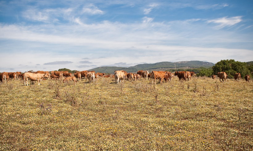 Ampliación del período de excepción para la alimentación del ganado ecológico en Andalucía