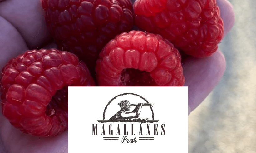 Magallanes Fresh. Dando valor a toda la cadena de suministro para frutas y hortalizas