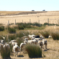 Castilla La Mancha autoriza hasta noviembre la excepcionalidad de la alimentación convencional del ganado ecológico a causa de la sequía