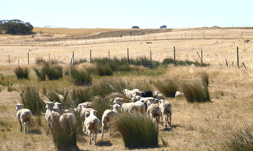 Castilla La Mancha autoriza hasta noviembre la excepcionalidad de la alimentación convencional del ganado ecológico a causa de la sequía
