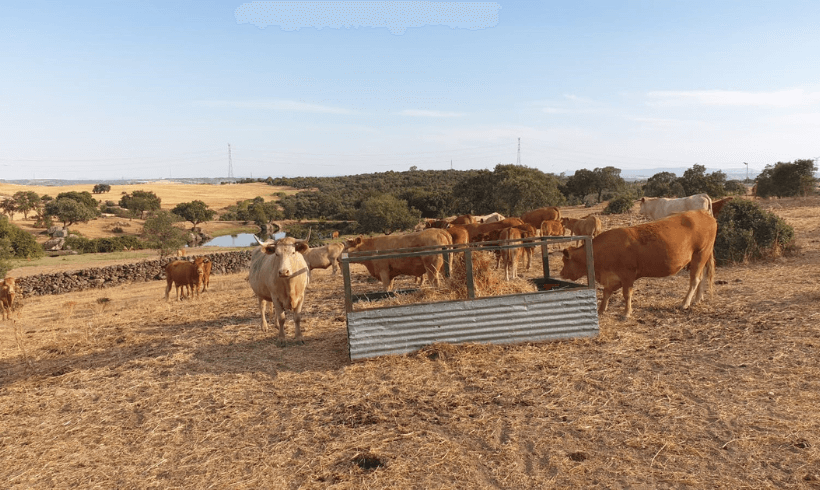 Andalucía autoriza hasta septiembre la excepcionalidad de la alimentación convencional del ganado ecológico por sequía