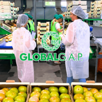 Certificación GlobalG.A.P. para garantizar la seguridad alimentaria
