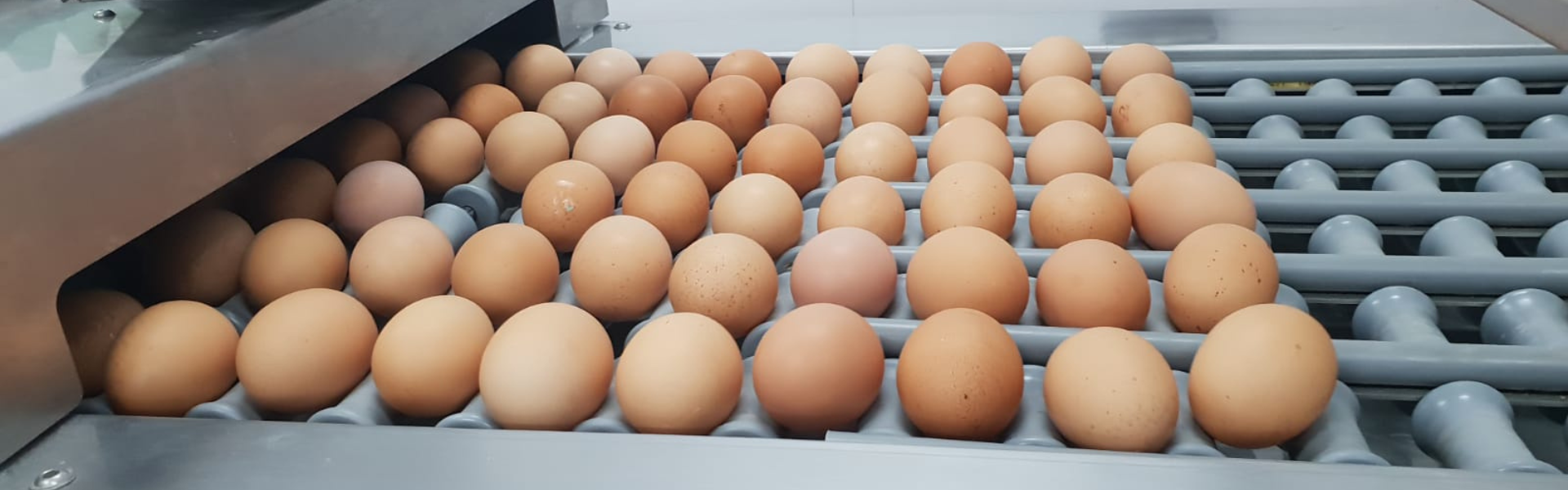 Cabeceras web Marcado y Comercialización de Huevos