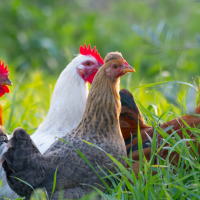 El Gobierno levanta el confinamiento de granjas avícolas en la mayor parte del territorio nacional