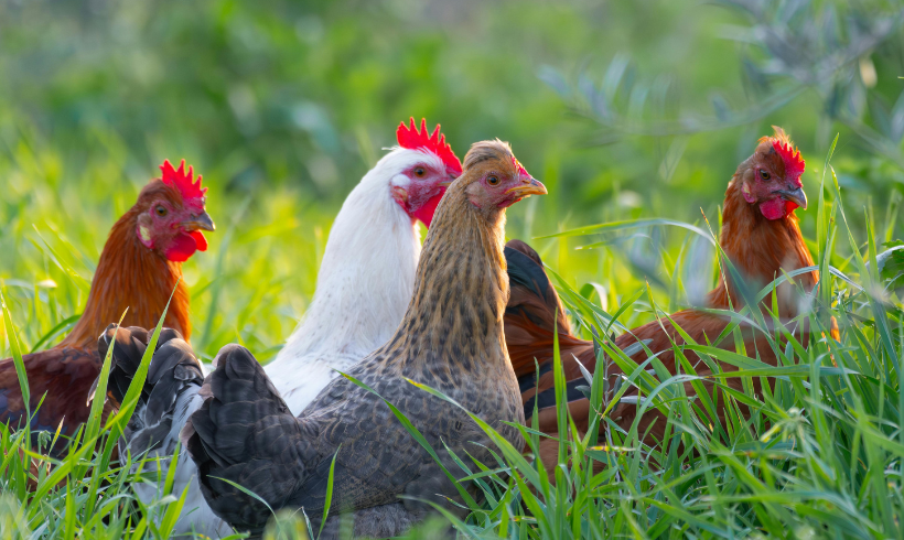 El Gobierno levanta el confinamiento de granjas avícolas en la mayor parte del territorio nacional